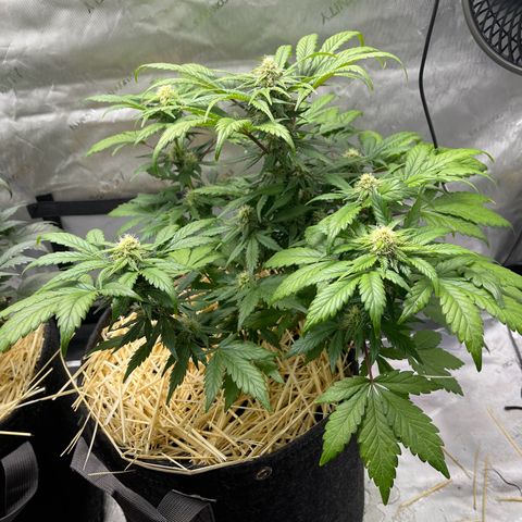 Samantha Davis Jr. growlog timeline photo
