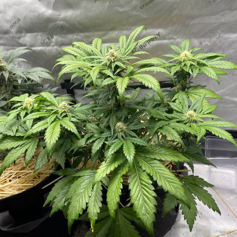 Samantha Davis Jr. growlog timeline photo