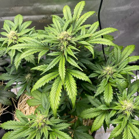 Samantha Davis Jr. growlog timeline photo