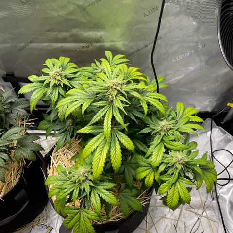 Samantha Davis Jr. growlog photo: Has a Sweet Citrus Smell with a side of skunk 