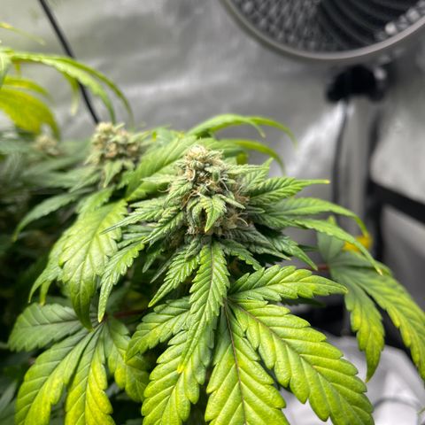 Samantha Davis Jr. growlog photo: Has a Sweet Citrus Smell with a side of skunk 