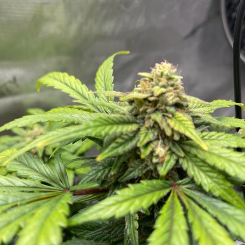 Samantha Davis Jr. growlog photo: Has a Sweet Citrus Smell with a side of skunk 