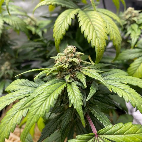 Samantha Davis Jr. growlog photo: Has a Sweet Citrus Smell with a side of skunk 