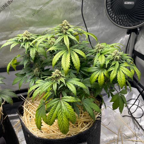 Samantha Davis Jr. growlog photo: Has a Sweet Citrus Smell with a side of skunk 