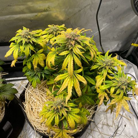 Samantha Davis Jr. growlog timeline photo