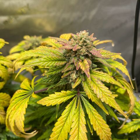 Samantha Davis Jr. growlog timeline photo