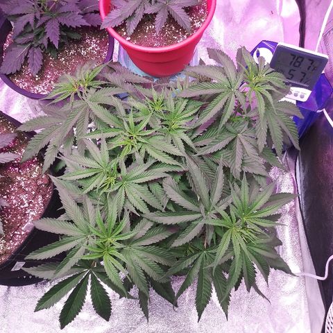 Island Punch growlog timeline photo