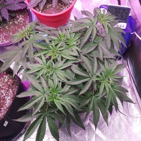 Island Punch growlog timeline photo