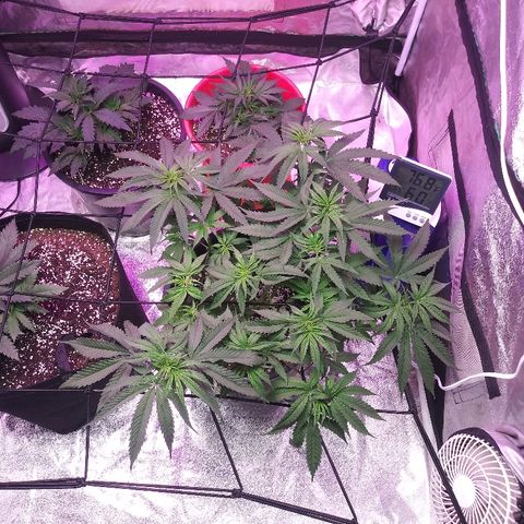 Island Punch growlog timeline photo