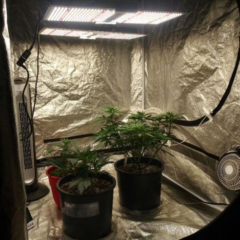 Island Punch growlog timeline photo