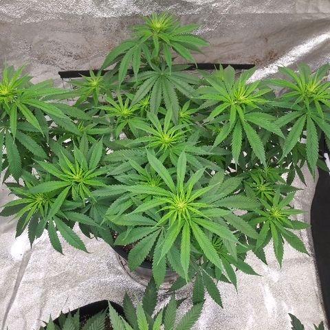 Island Punch growlog timeline photo