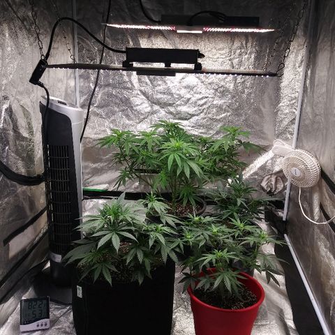 Island Punch growlog timeline photo