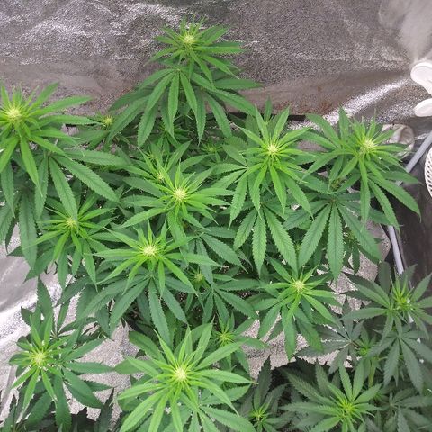 Island Punch growlog timeline photo
