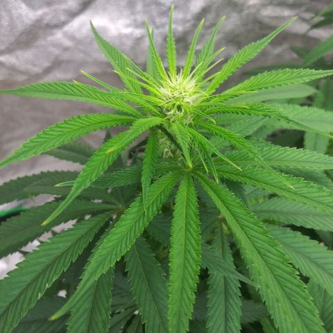 Island Punch growlog timeline photo