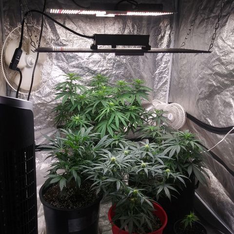 Island Punch growlog timeline photo