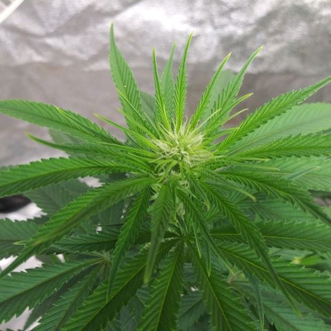 Island Punch growlog timeline photo