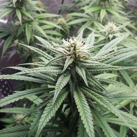 Island Punch growlog timeline photo