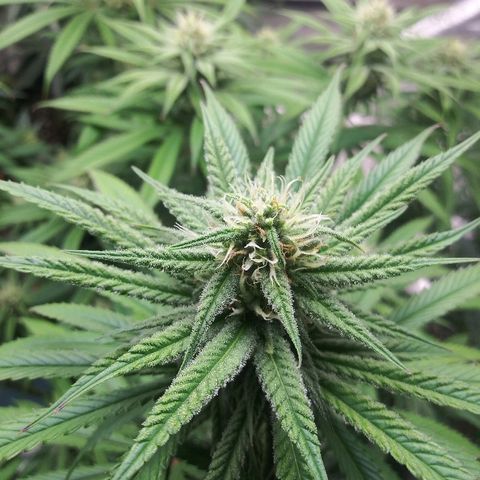 Island Punch growlog timeline photo