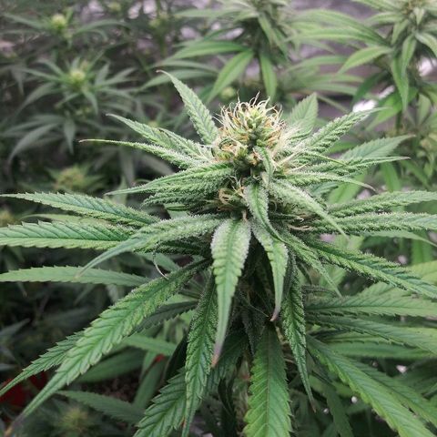 Island Punch growlog timeline photo