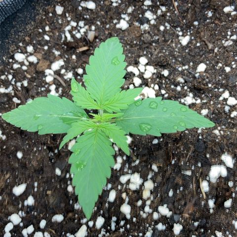 Sensi Amnesia XXL Automatic growlog timeline photo