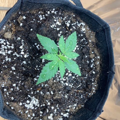 Sensi Amnesia XXL Automatic growlog timeline photo