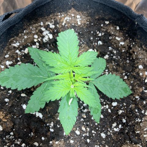 Sensi Amnesia XXL Automatic growlog timeline photo