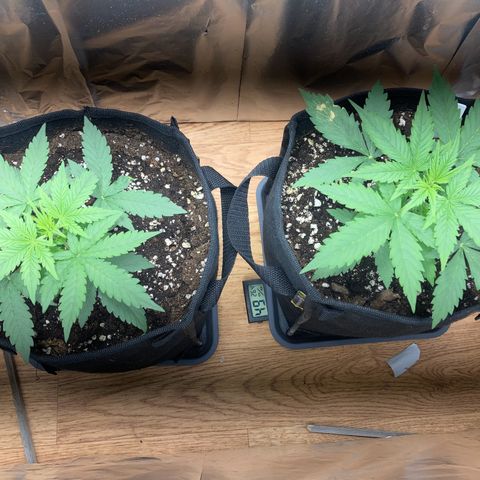 Sensi Amnesia XXL Automatic growlog timeline photo