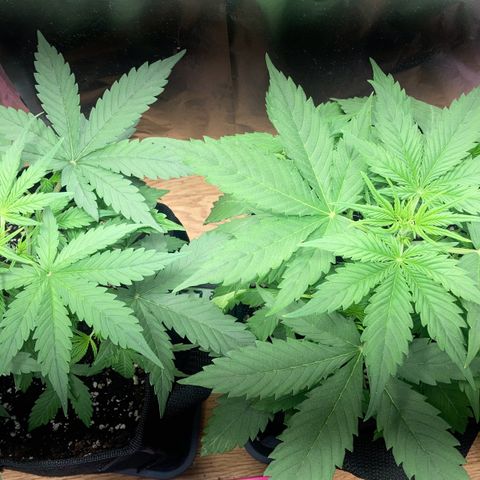 Sensi Amnesia XXL Automatic growlog timeline photo