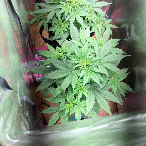Sensi Amnesia XXL Automatic growlog timeline photo