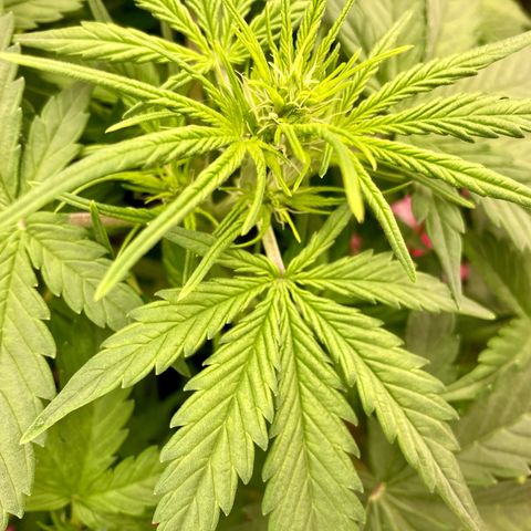 Sensi Amnesia XXL Automatic growlog timeline photo