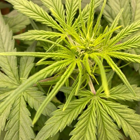 Sensi Amnesia XXL Automatic growlog timeline photo