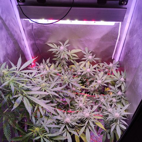DeadCheese growlog photo: DeadCheese a mitad de flora. Le agregamos al indoor una Skywalker Auto a principios de flora