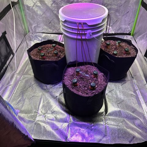 Super Lemon Haze Automatic growlog timeline photo