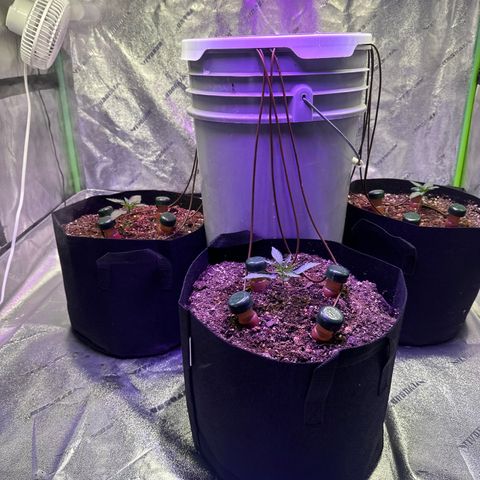 Super Lemon Haze Automatic growlog timeline photo
