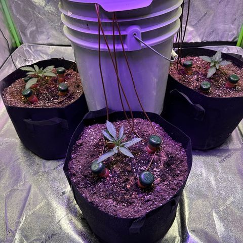 Super Lemon Haze Automatic growlog timeline photo