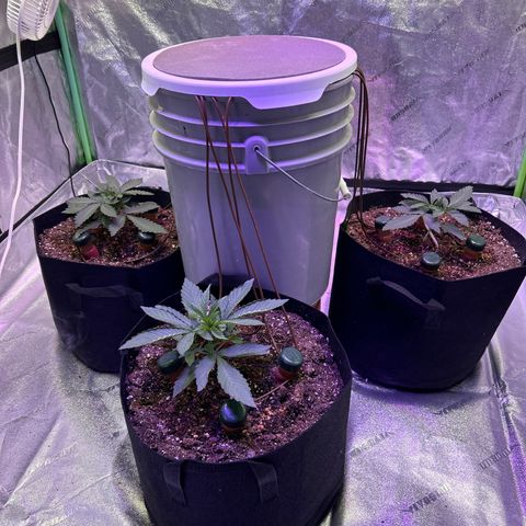 Super Lemon Haze Automatic growlog timeline photo