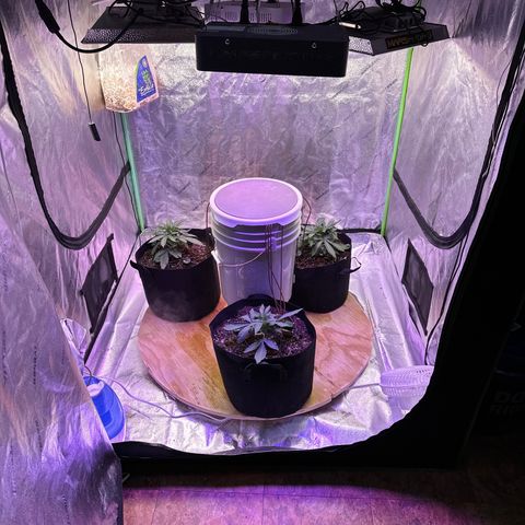 Super Lemon Haze Automatic growlog timeline photo