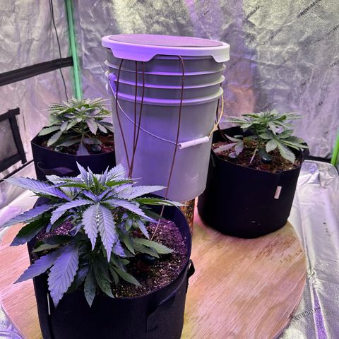 Super Lemon Haze Automatic growlog photo: Boom!