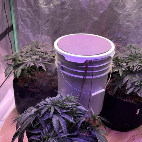 Super Lemon Haze Automatic growlog timeline photo