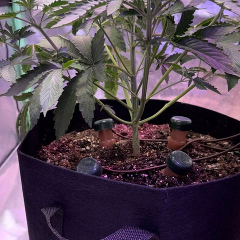 Super Lemon Haze Automatic growlog timeline photo