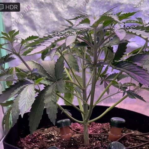 Super Lemon Haze Automatic growlog timeline photo