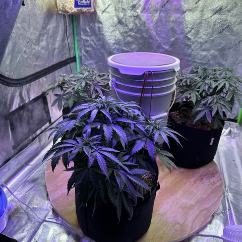 Super Lemon Haze Automatic growlog timeline photo