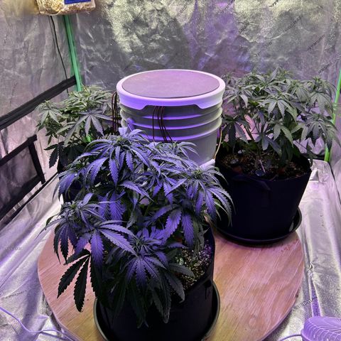 Super Lemon Haze Automatic growlog timeline photo