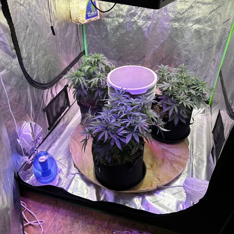Super Lemon Haze Automatic growlog timeline photo
