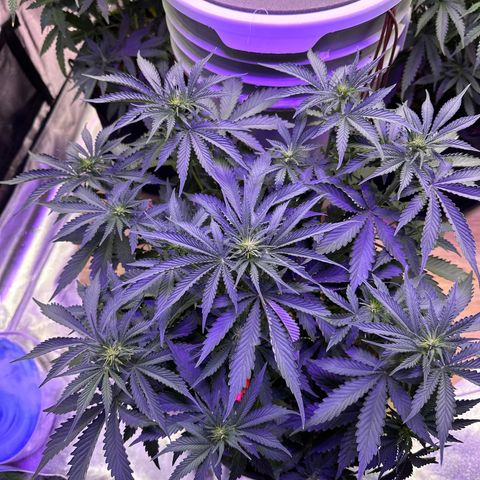 Super Lemon Haze Automatic growlog timeline photo