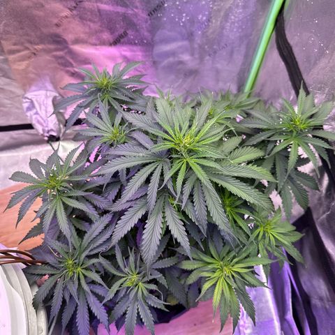 Super Lemon Haze Automatic growlog timeline photo