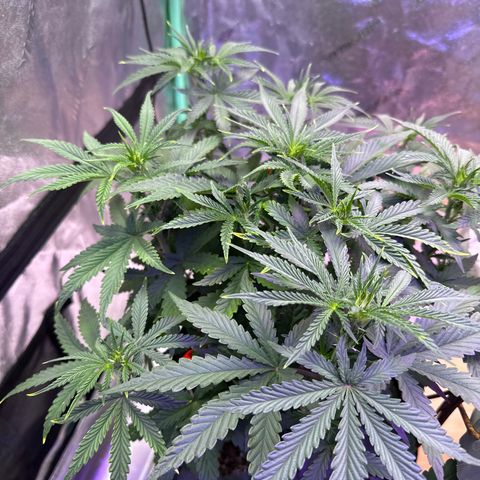 Super Lemon Haze Automatic growlog timeline photo