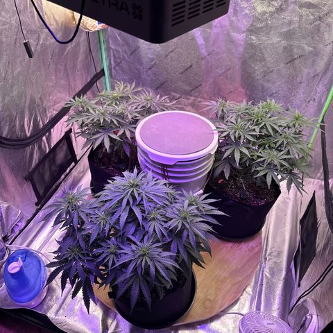 Super Lemon Haze Automatic growlog timeline photo