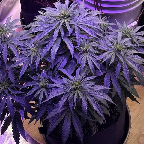 Super Lemon Haze Automatic growlog timeline photo