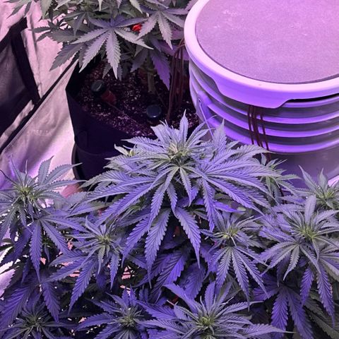 Super Lemon Haze Automatic growlog timeline photo